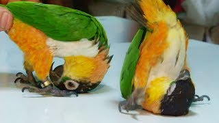 천재 앵무새의 놀라운 장기 ‘앞구르기’ @순간포착 세상…