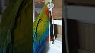 일로와봐 마음아       #금강앵무 #마카우 …