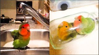 사람들이 앵무새를 키우는 이유 2019 웃긴영상 - 2…