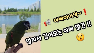  아빠~!! 다 보여  빨리와 #말하는앵무새 #한스마카…