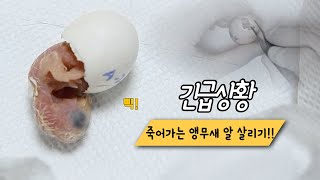 긴급상황! 부화 못하는 쟈딘 앵무새 알 인공 파각으로 …