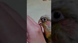 앵무새 키우지마세요 진짜 진짜로