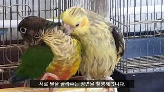 [앵무파파] 서로 다른 앵무새들간 털골라주기, 이사벨펄왕관앵무 베리와 레드옐로우사이드코뉴어 초롱이, 그린칙코뉴어, 노멀펄왕관앵무, 메탈배스바다투망달인 일상 [2020.09.20]