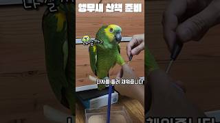 [수리] 앵무새 산책 준비 / #말하는앵무새