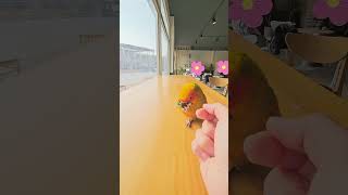 또리가 사랑하는 해바라기씨 주세요!!! #shorts