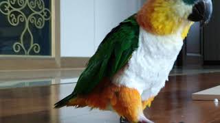 뒤뚱뒤뚱 검은머리카이큐 코코