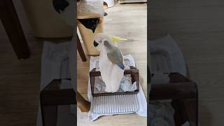 4월 생 미디움 코카투가 입양자님 가정에 적응 중이예요