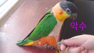 개인기하는 카이큐앵무새
