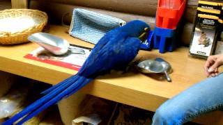 Ziggy playing with scoops