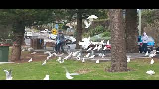 먹이 쟁탈전!!코카투들이 느긋한 사이 갈매기들이 다 뺏어먹네