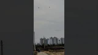 #앵무새자유비행#macaw#홍금강#청금강#가온#홍시#앵무새  신나게 날아다니는 앵무새들