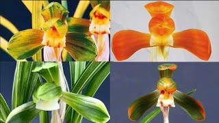 1월24일 화요일 좋은 품종들 10분 준비했습니다