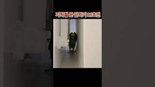 직장 3년차 레사원의 하루 #직장인 #회사생활 #앵무새…