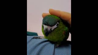 부리 부정 한스마카우 앵무새 #parrot
