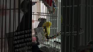 오랜만이에요 #유리앵무 #parrot