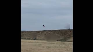 쫄보상구~ㅎㅎ #마카우  #말하는 앵무새  #애완동물  #자유비행  #청금강 앵무새 #홍금강