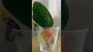 설겆이하는 카이큐