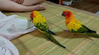 바나나우유 먹고싶은 썬코뉴어