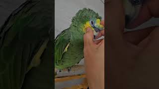 쓰담쓰담에 빠져드는 라임이♡♡♡#parrot #앵무새 …