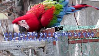 홍금강앵무 실제 탈출사건 특종