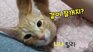 집사랑 같이 자고싶어서 애교부리는 고양이