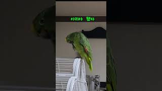 아리 잘 지내고 있어요 #말하는 #아마존 #앵무새 #아리 #parrot #birds #좋아요