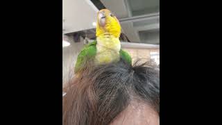 제 머리가...그렇게 좋으신가여 #카이큐 #앵무새 #birds