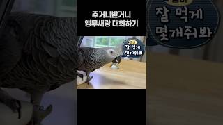 주거니 받거니 앵무새랑 대화하기  회색앵무 잠바  #반려동물 #parrot