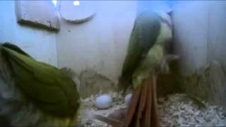 파인애플 코뉴어 새끼 탄생 (앵무새키우기) A baby parrot is born. Pineapple Conure