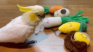 영재교육 받는 앵무새들!! 