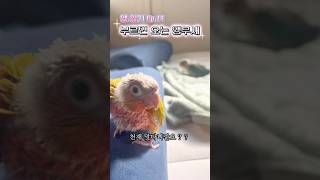 [앵무새일기 14] 천재 앵무새 맞다니까요?!