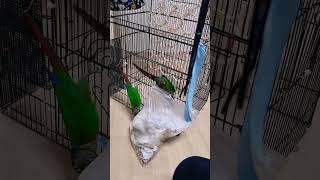 앵무새들 집 청소하는데....너넨 왜 비닐을... 초롱아.....방울아......