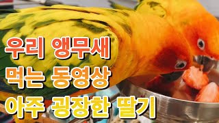 앵무새는 딸기를 먹는다! #앵무새 #썬코뉴어 #asmr