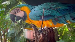 금강앵무새, 마카우, Parrots, Macaws 15…