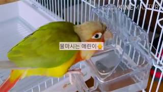 앵무새 장난감소개 #파인애플코뉴어 #첫영상 #앵무새장난감