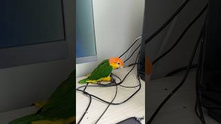 오늘은 아빠 빡차게 해보겠습니다 #parrot #bir…