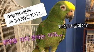 앵무새가 분양을 가지 못하는 이유.....