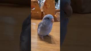 유리앵무 포포의 BAD 노래 부르기