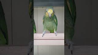 아마존C와 오색 청해 그리고 목도리 루티노 앵무