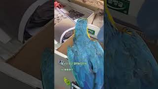 소나기로 우산 밑으로 피신 #청금강앵무새 #소나기