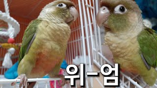 위엄있는 조룡종? 푸케 키우기 5~8일차