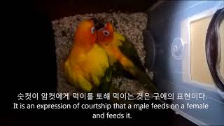썬코뉴어 앵무새 짝짓기 모음 [Sun Conure Parrot Mating] (collections Korean and English Version)