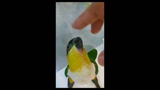 카이큐앵무새 소음, 카이큐앵무새 울음소리 반복재생