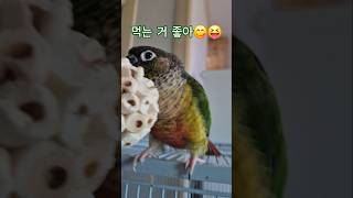 코뉴어앵무새#하랑이#하봉이#parrot#더빙농장#동물더…