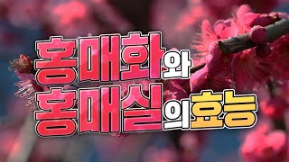 홍매화 가 피기시작 했어요  홍매실 효능 은 ?