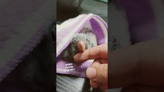 아가새 퀘이커 치로의 아가짓 #퀘이커#퀘이커앵무새#아기…