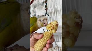 옥수수다!!!앵무새도 좋아하는 옥수수#코뉴어#코뉴어앵무새#코뉴어일상#parrot#birds#옥수수#여름