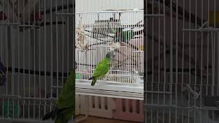 새장 밖 수리 지금이 기회인듯 응징하고 싶어!  #세네갈앵무 #펄리코뉴어 #앵무새