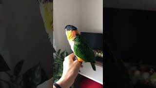 手の上でくつろぐだしまき[ズグロシロハラインコ-black headed caique-] #Shorts
