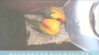 썬코뉴어 알품기 (Sit On A Nest Of Egg…